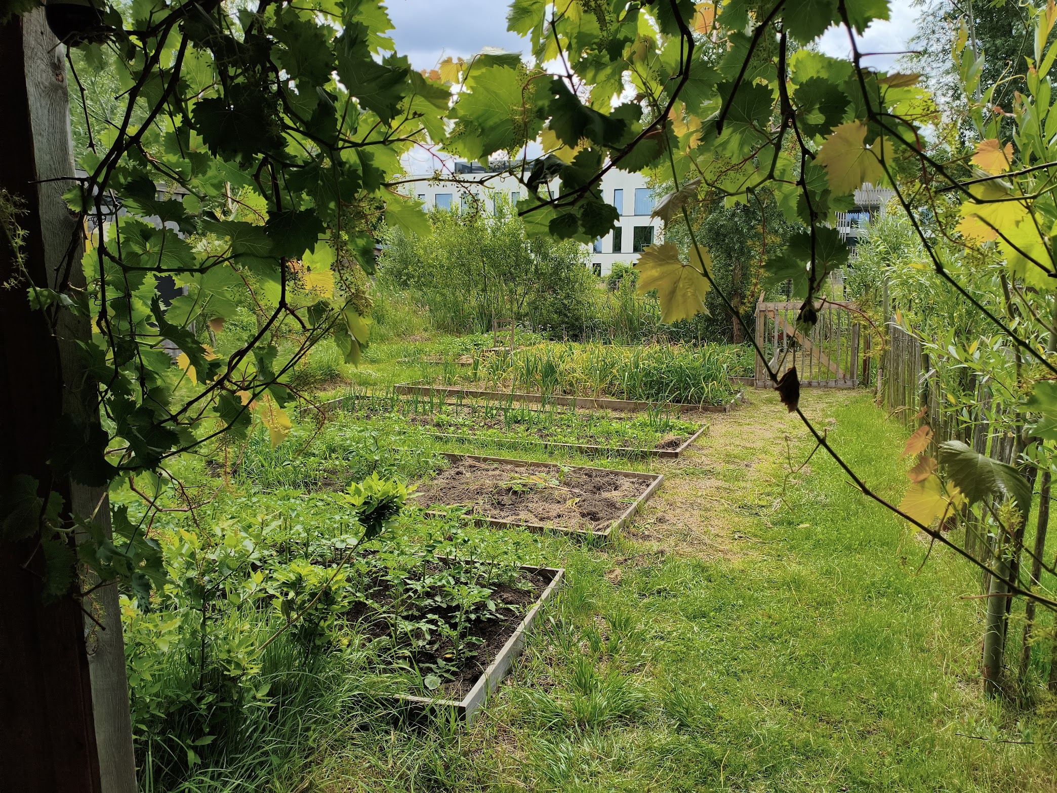Groene moestuin op Mekkerland